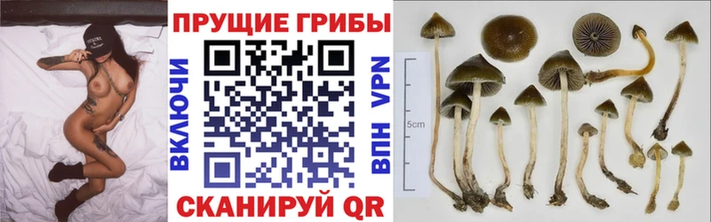 Псилоцибиновые грибы MAGIC MUSHROOMS  Хасавюрт 